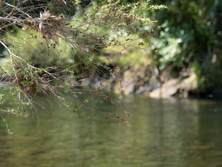 new zealand river scene with closeup of branches