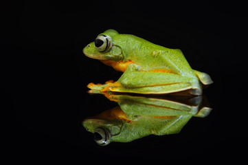 flying frog, tree frog, frog,
