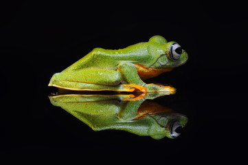 flying frog, tree frog, frog,