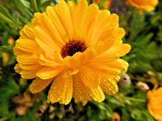 Beautiful marigold in morning dew