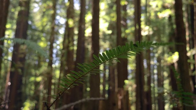 Young leaf growing in a forest with tall redwoods, soft focus