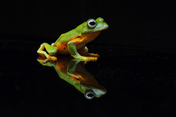 flying frog, tree frog, frog,