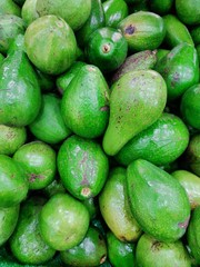 Green Avocado fruit from Indonesia 