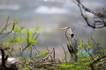 왜가리가 보이는 아름다운 풍경