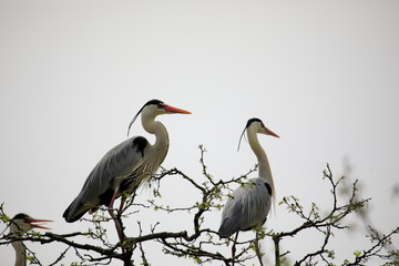 왜가리가 보이는 아름다운 풍경