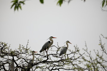 왜가리가 보이는 아름다운 풍경