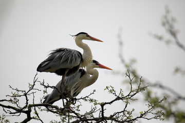 왜가리가 보이는 아름다운 풍경