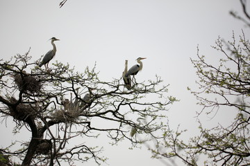 왜가리가 보이는 아름다운 풍경