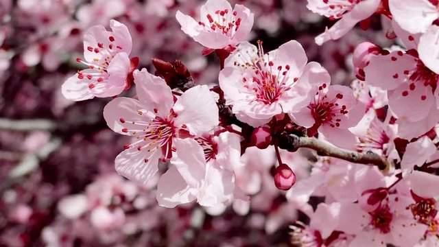 Cherry blossoms blowing in the wind