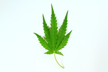 Cannabis leaves, Cannabis leaves on a white background.