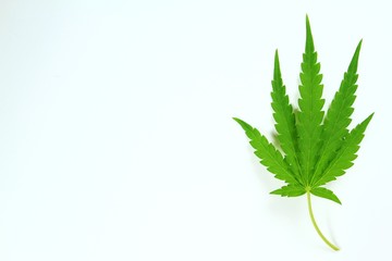 Fototapeta na wymiar Cannabis leaves, Cannabis leaves on a white background.