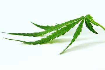 Marijuana leaves on a white background.