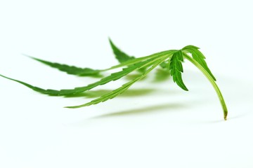 Marijuana leaves on a white background.