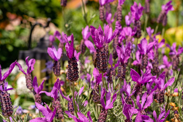 A honey bee seeks nectar on beautiful, fragrant lavender in a small garden in spring
