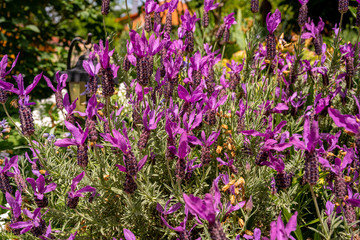Obraz premium Beautiful fragrant lavender grows magnificently in a small garden