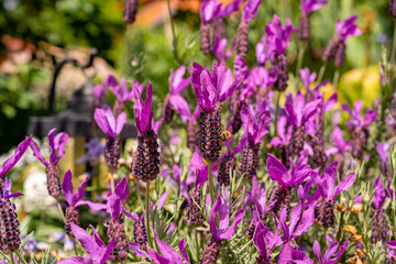 A honey bee seeks nectar on beautiful, fragrant lavender in a small garden in spring