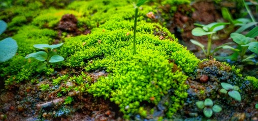 Nature