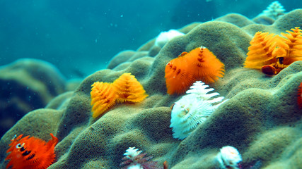 diving, coral reef, christmas tree worms underwater