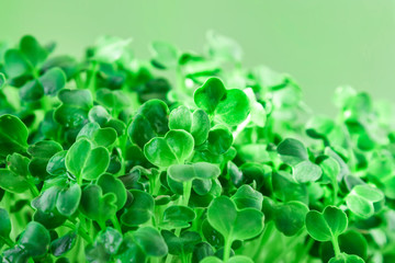 sprouted microplot, close-up, fresh salad photo from above. Vegetarian diet for health