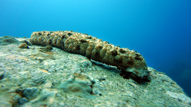 sea cucumber underwater, coral reef, scuba diving