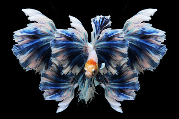 Betta fish, siamese fighting fish, betta splendens isolated on black background,
fish on black background, Multi color Siamese fighting fish,
action, aquarium, aquatic, aggressive, color, betta, siame