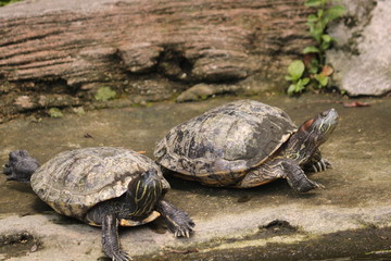Turtles are reptiles of the order Testudines characterized by a special bony or cartilaginous shell developed from their ribs and acting as a shield.