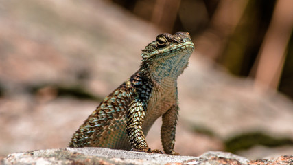 REPTILE