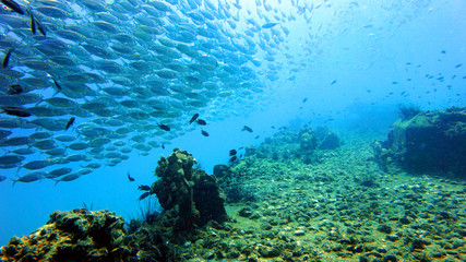 Fototapeta na wymiar diving, coral reef, school of fish underwater 