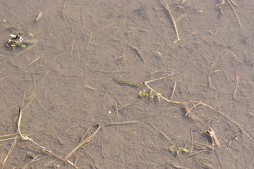 Image of Limnatis nilotica swimming in paddy field