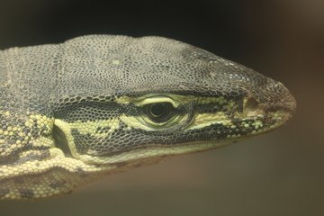 Reptiles are tetrapod animals in the class Reptilia, comprising today's turtles, crocodilians, snakes, amphisbaenians, lizards, tuatara, and their extinct relatives.