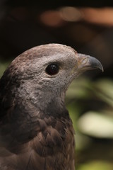 Eagle is one of the animals found throughout Indonesia.