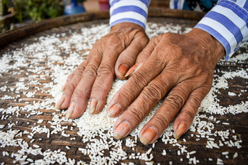 A poor Asian farmer, collects rice in his hands in the morning to eat when he is hungry and he needs help from the world. Take pictures with close-up techniques. 