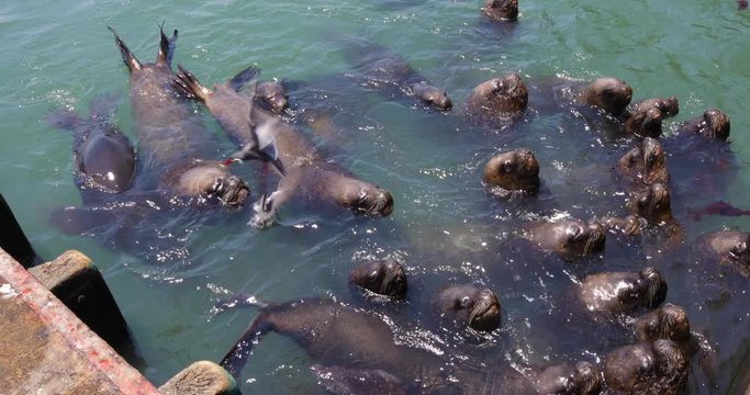 Chile Coquimbo sea lions in the sea