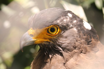 Eagle is one of the animals found throughout Indonesia.