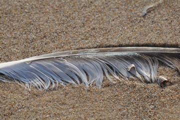 feather