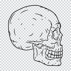 Skull on a transparent background. Vector illustration.