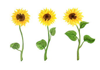 Yellow sunflowers with green leaves and stems. Holiday design. Set of three flowers. Botanical watercolor illustration. Clipart on a white background
