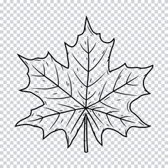 Maple leaf isolated on a transparent background.