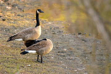 Canadian geese on the shore near waters edge .