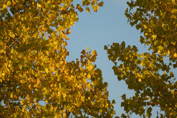 Yellow orange fall foliage tree leafs canopy sky.