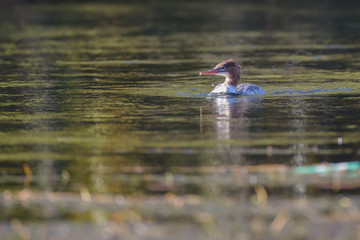 Common merganser sea duck bird swimming in water