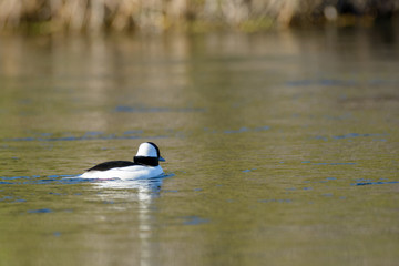 Bufflehead duck male drake swimming water.
