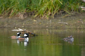 Male female drake hen hooded mergansers ducks swimming in water 