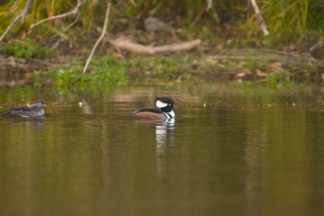 Male female drake hen hooded mergansers ducks swimming in water 