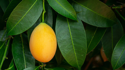 Yellow Marian plum fruit in an orchard.