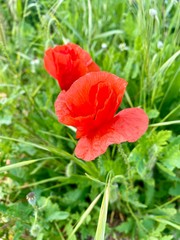 Fototapeta premium red poppy in the garden