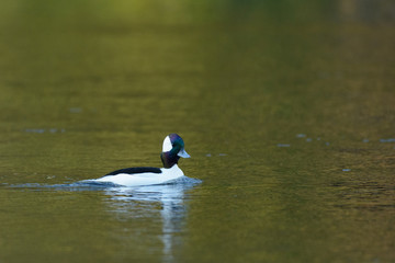 Bufflehead duck male drake swimming water.