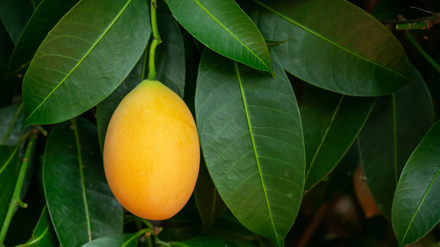 Yellow Marian plum fruit in an orchard.