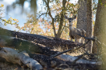 Doe female deer standing in clearing of trees forest oak foothills