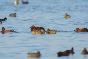 Small group of cinnamon teal ducks swimming around feeding. 